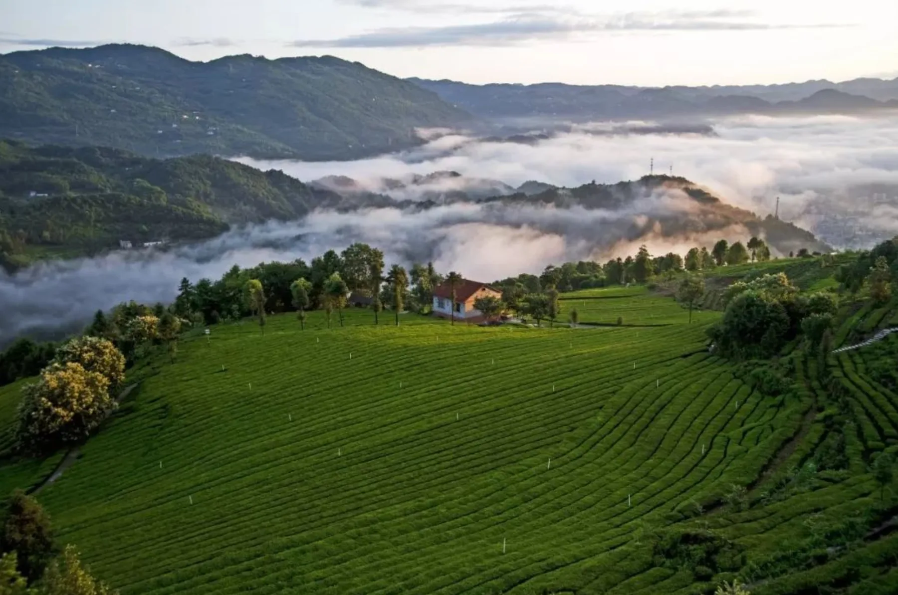 Clouds above a high mountain tea garden in Wufeng