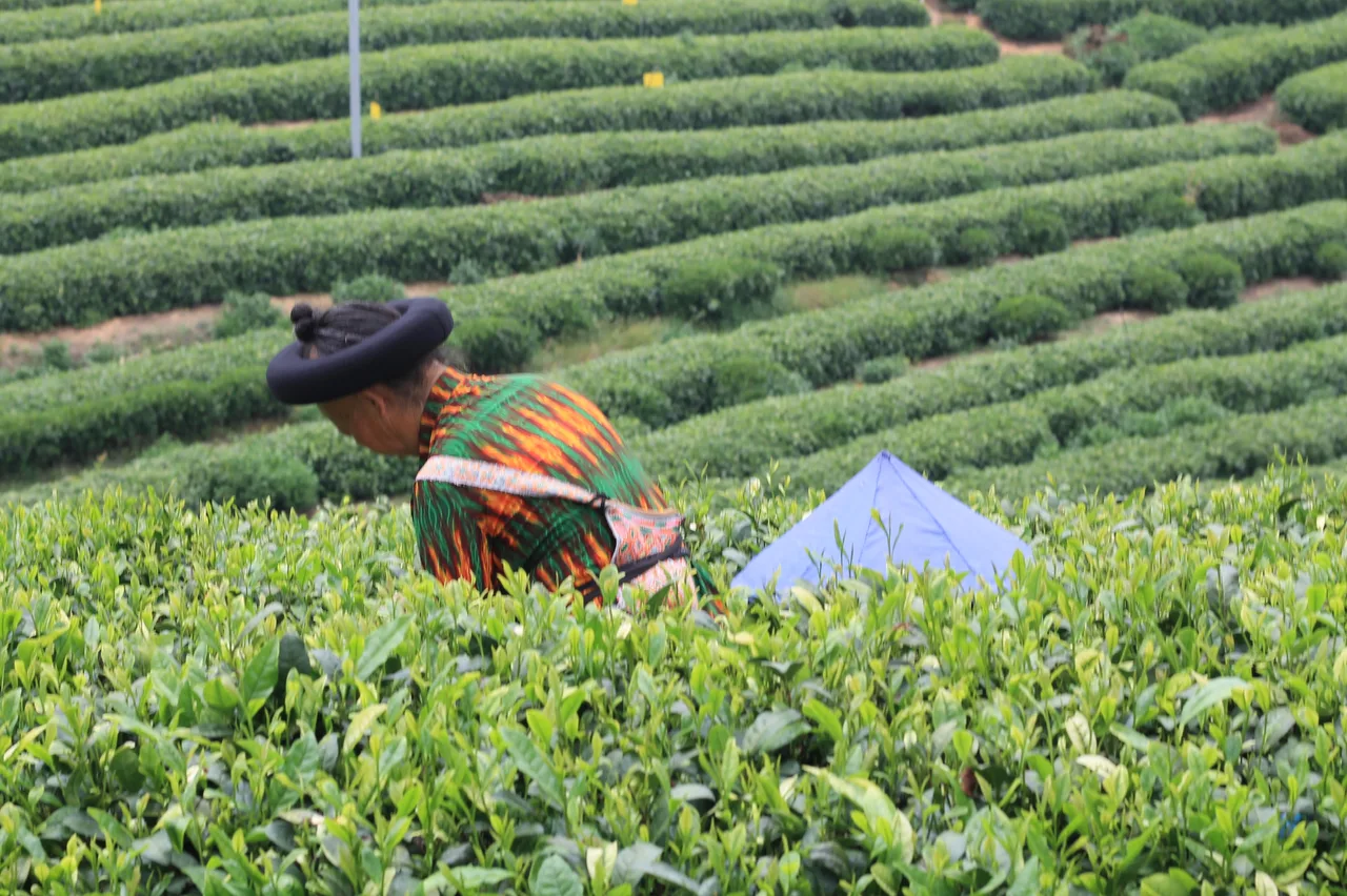 Man picking tea in tea fields in Songyang, Zhejiang, China