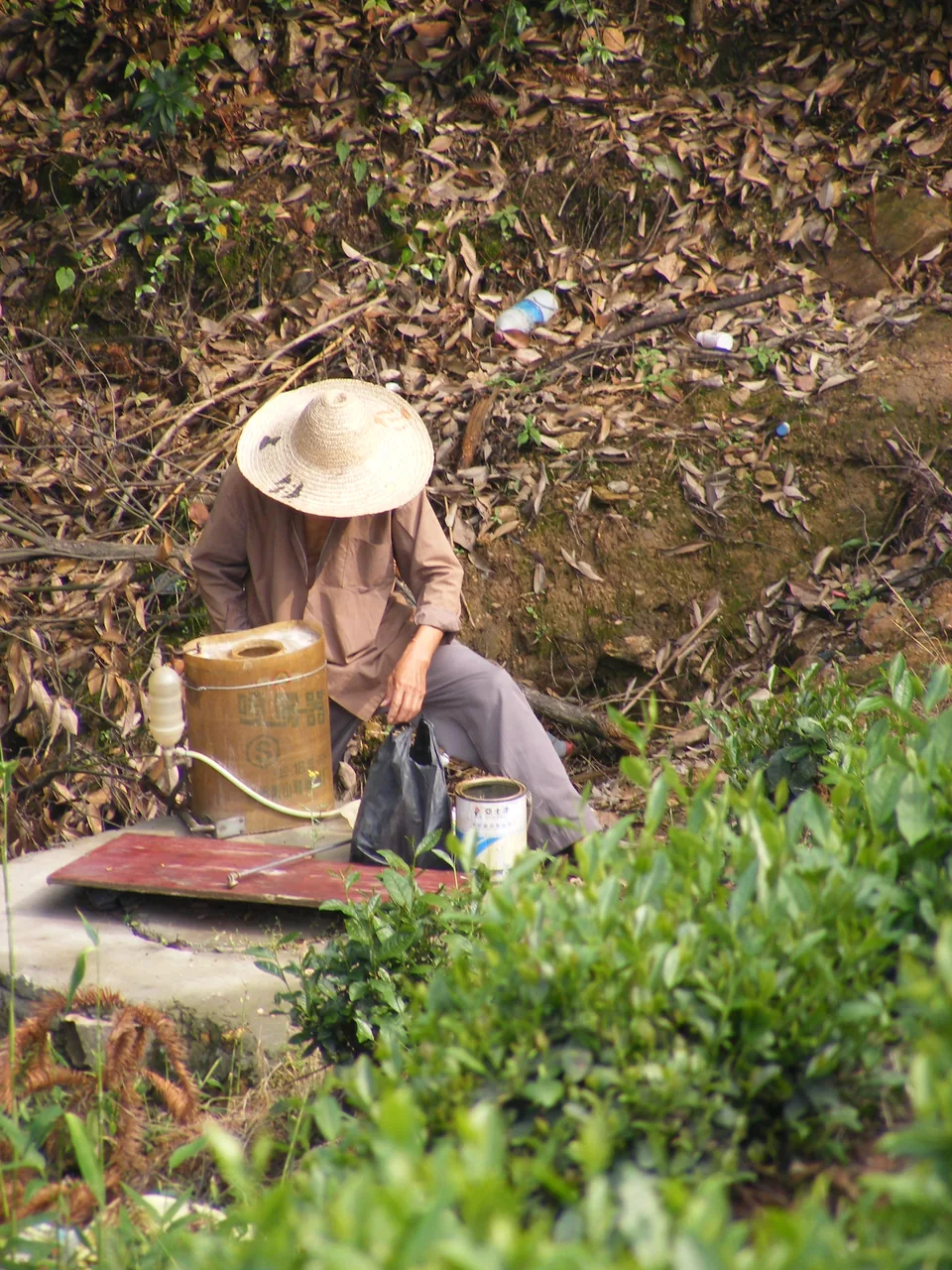 Photograph of a rural tea grower working among tea bushes near Hangzhou, China