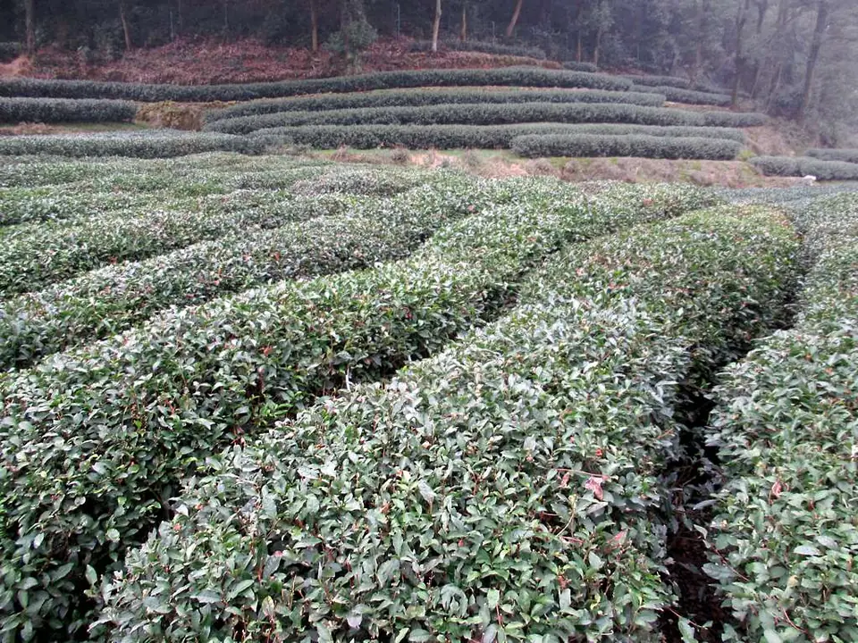 Tea bushes at a Dragon Well tea plantation in Hangzhou, China, photographed in 2018